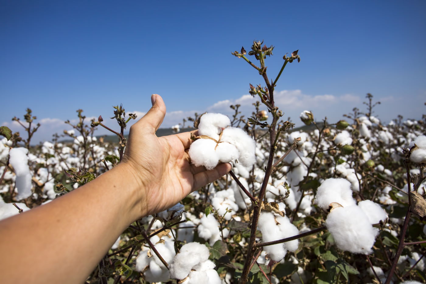 Cotton field agriculture, fresh organic natural life